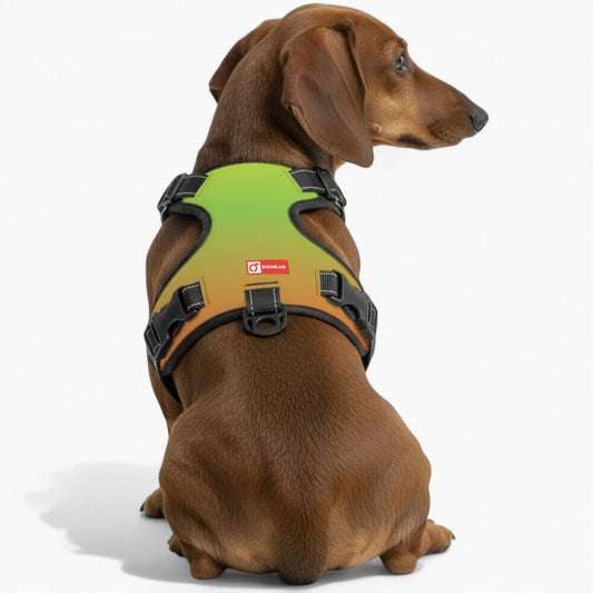 Oskar -  No-Pull Dachshund Dog Harness