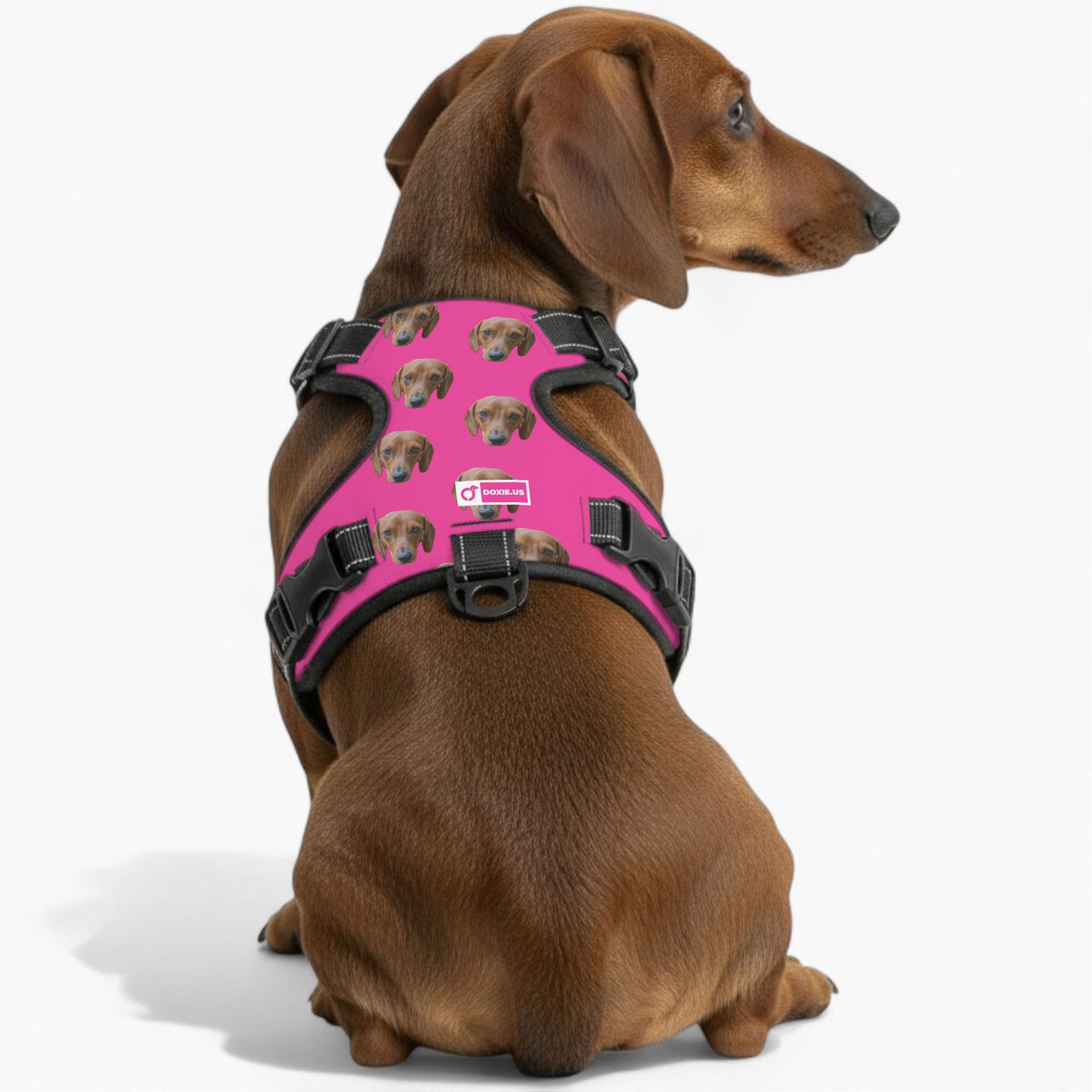 Gunner -  Personalized No-Pull Dachshund Dog Harness