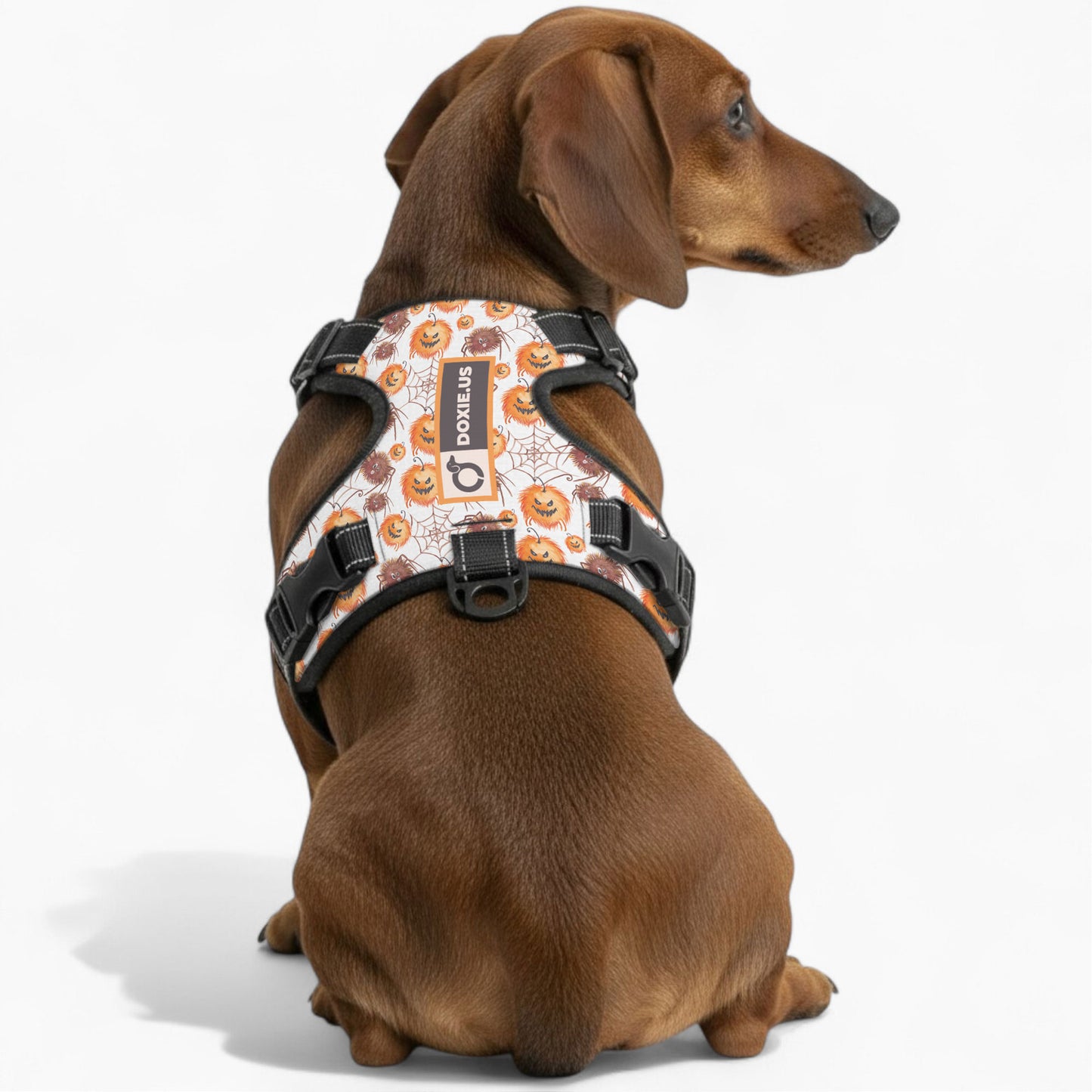 Chloe -  No-Pull Dachshund Dog Harness