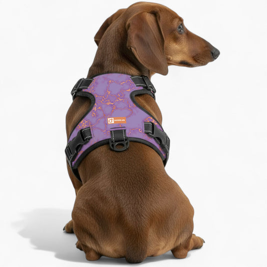 Buster -  No-Pull Dachshund Dog Harness