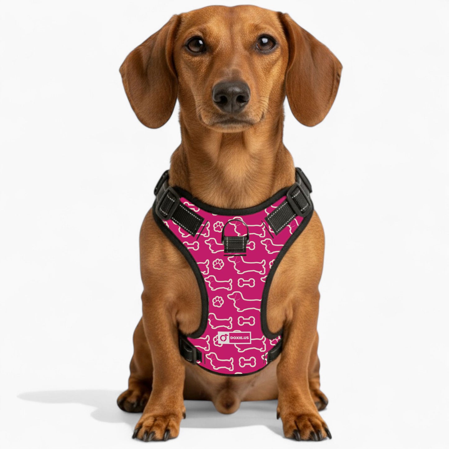 Rusty -  No-Pull Dachshund Dog Harness