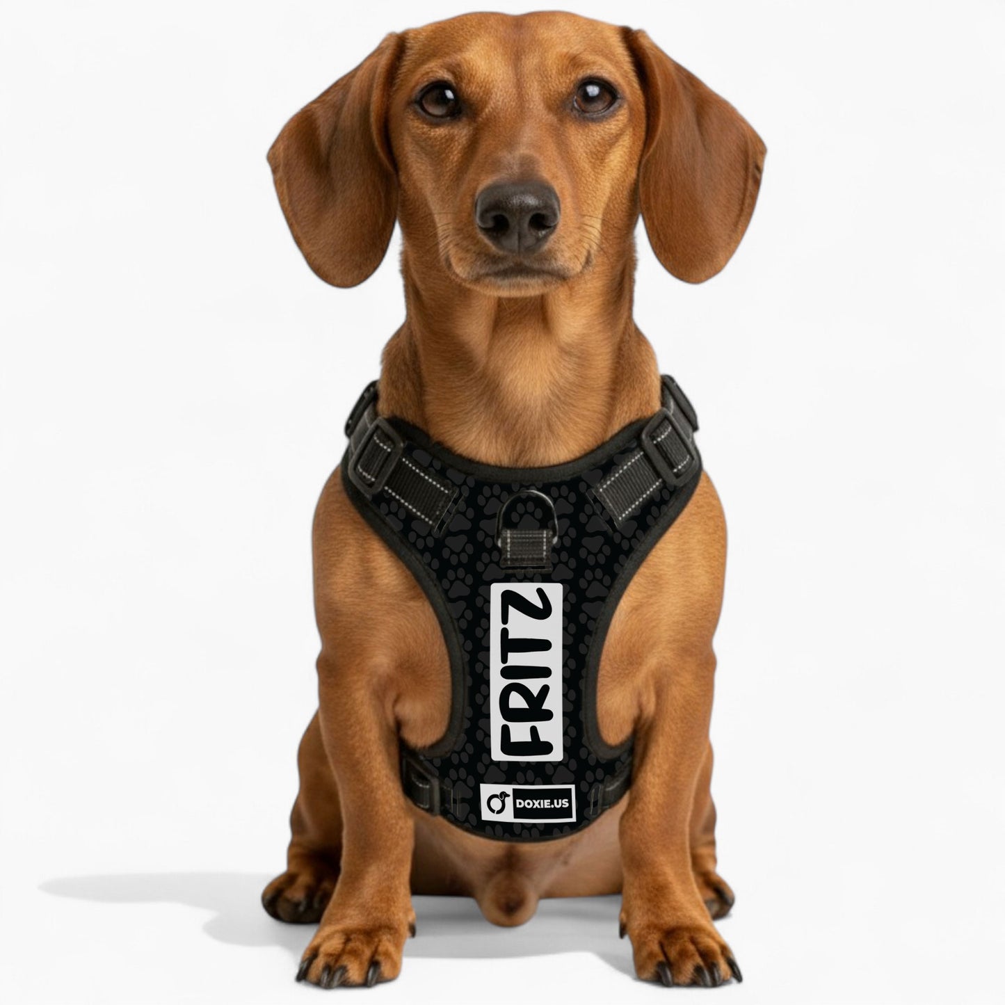 Hans -  Personalized No-Pull Dachshund Dog Harness