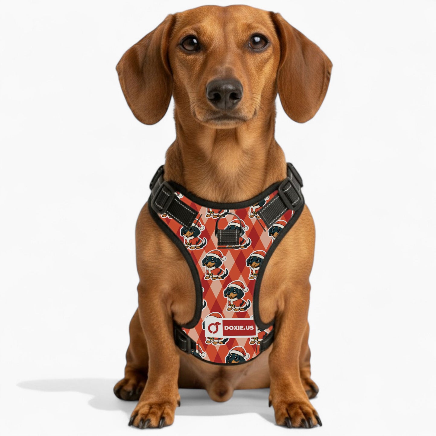 Jack -  No-Pull Dachshund Dog Harness