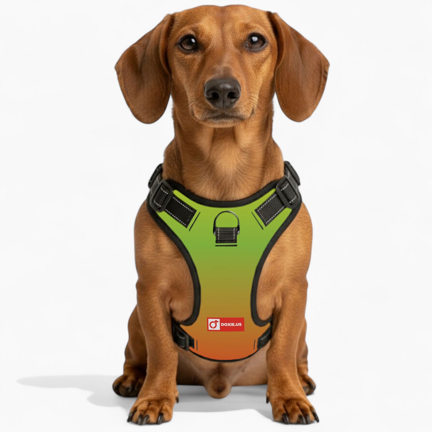 Oskar -  No-Pull Dachshund Dog Harness