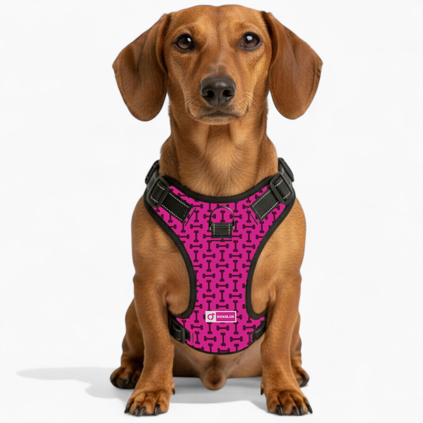 Waffles -  No-Pull Dachshund Dog Harness