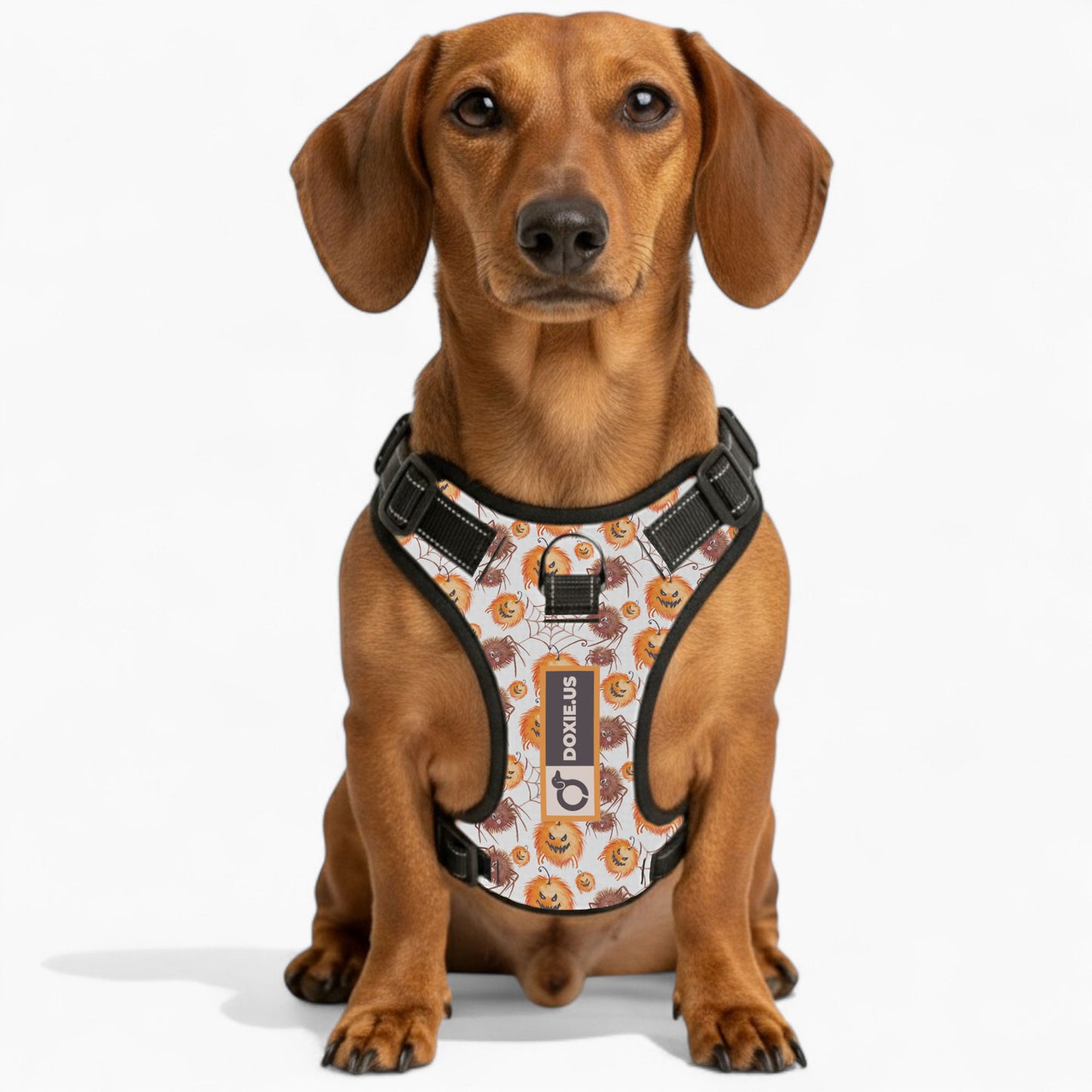 Chloe -  No-Pull Dachshund Dog Harness