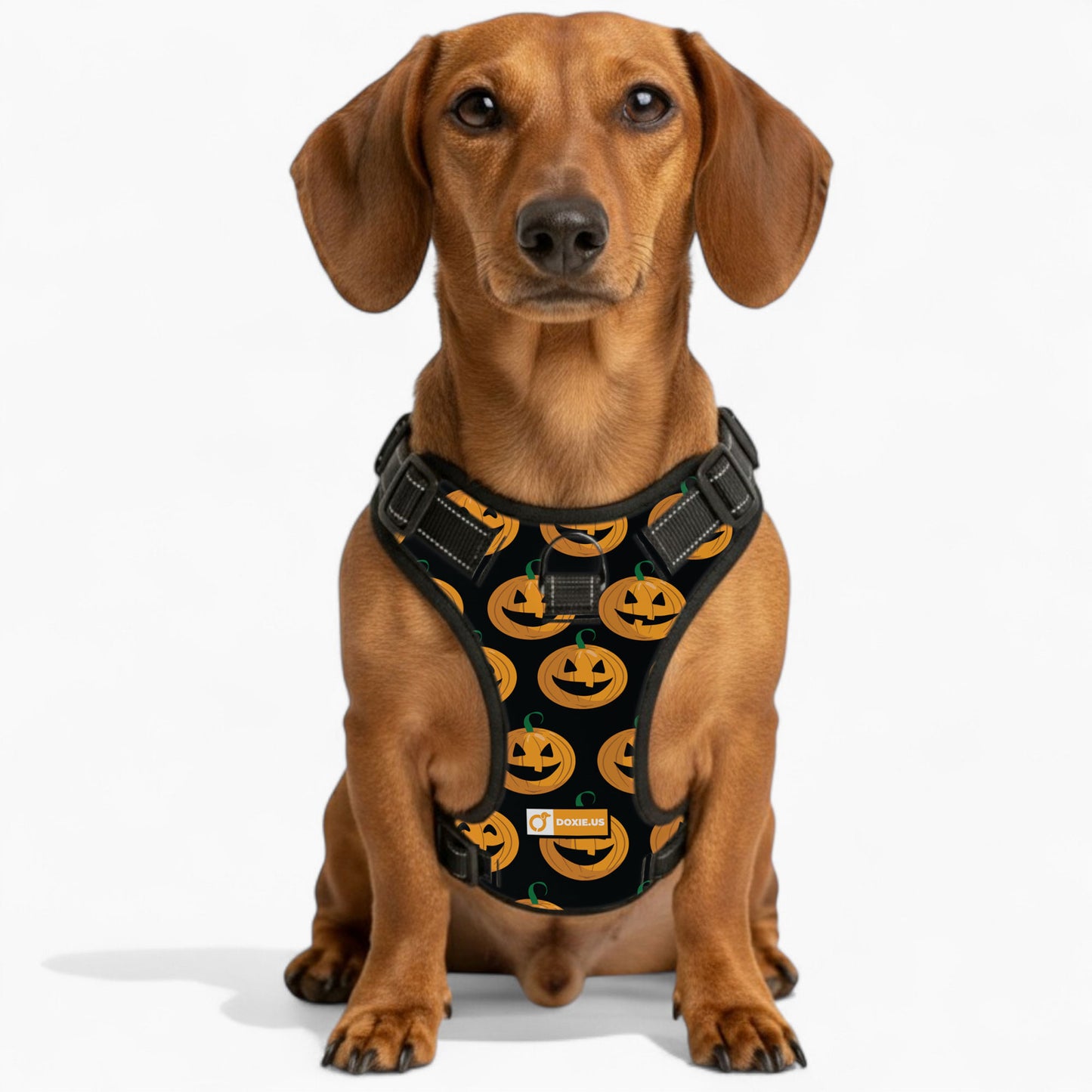 Stella -  No-Pull Dachshund Dog Harness