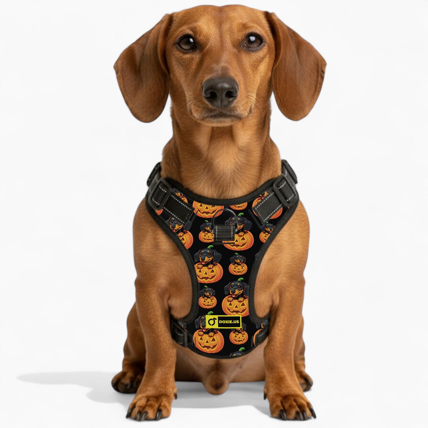 Sadie -  No-Pull Dachshund Dog Harness