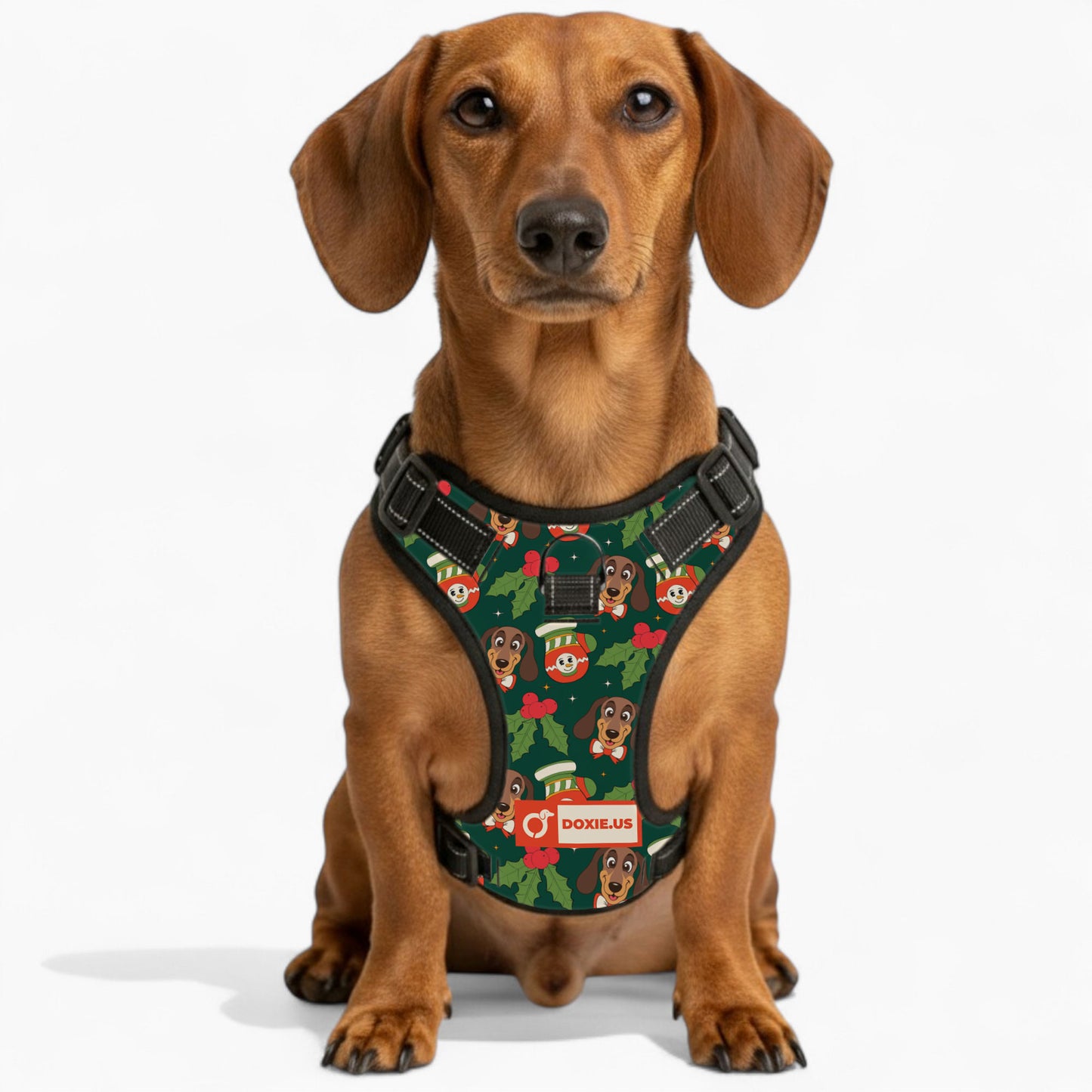 Bailey -  No-Pull Dachshund Dog Harness