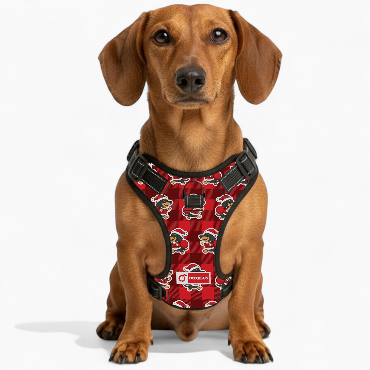 Tom -  No-Pull Dachshund Dog Harness