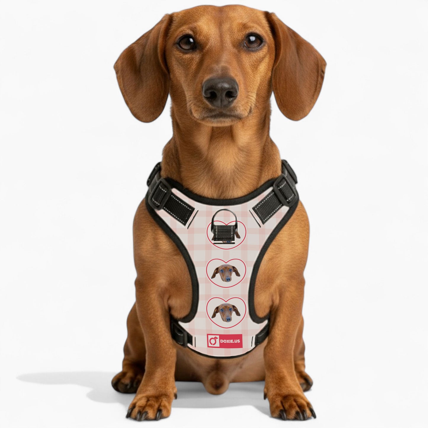 Juno -  Personalized No-Pull Dachshund Dog Harness