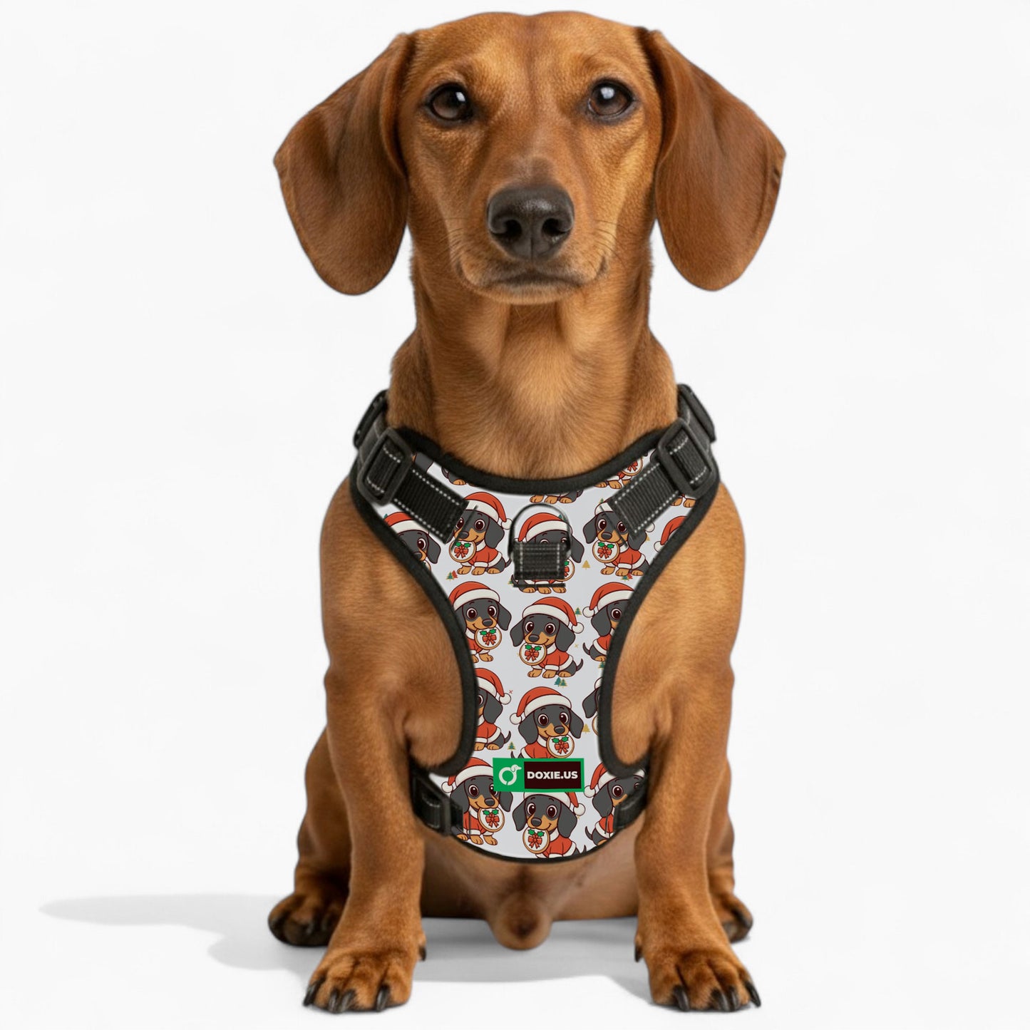 Kevin -  No-Pull Dachshund Dog Harness