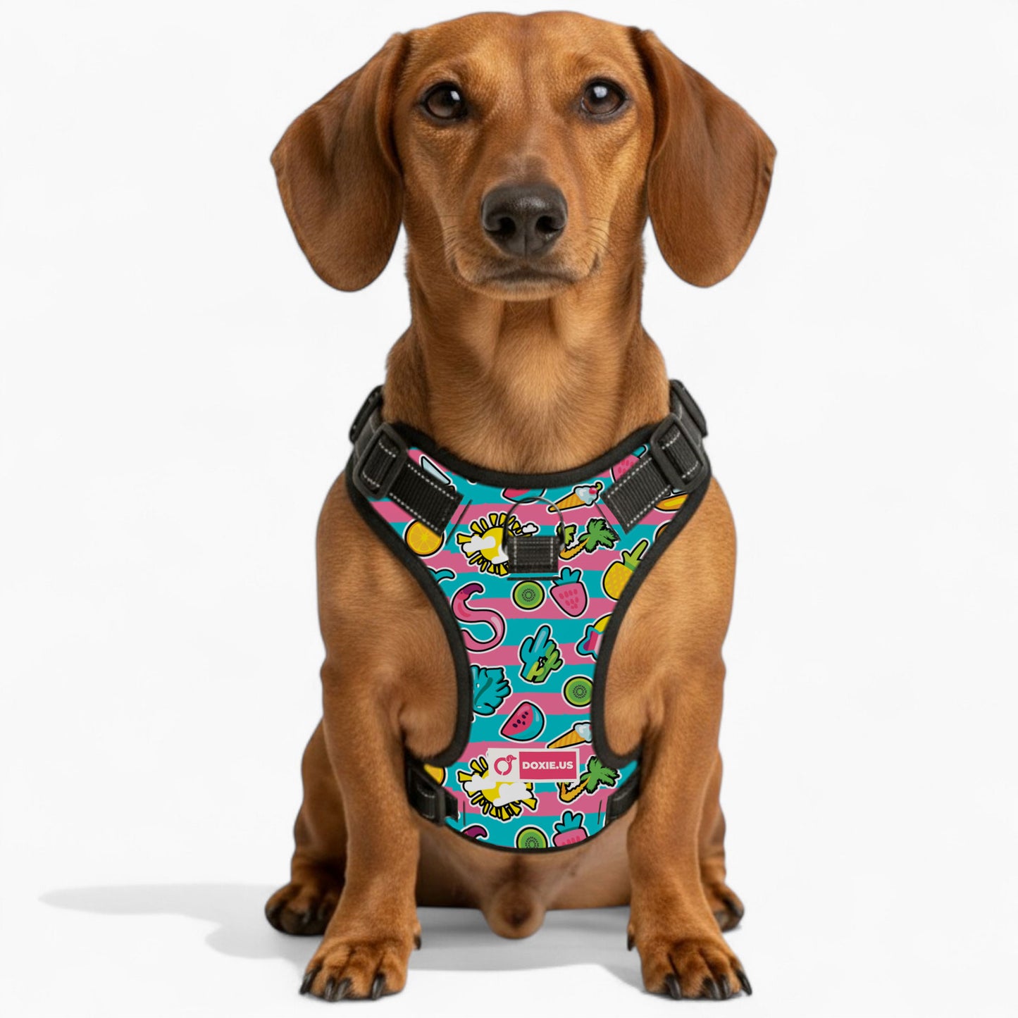 Franz -  No-Pull Dachshund Dog Harness