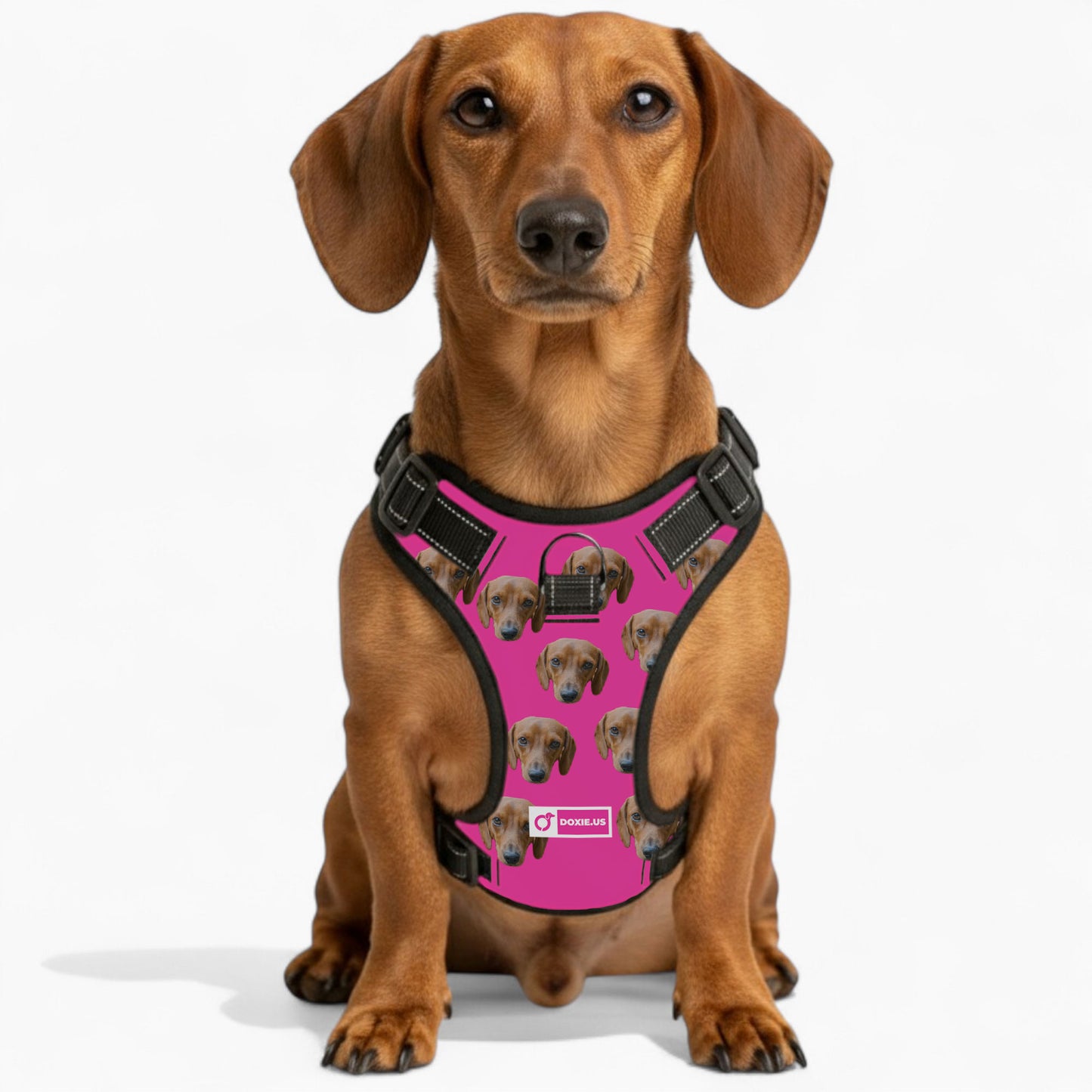 Gunner -  Personalized No-Pull Dachshund Dog Harness