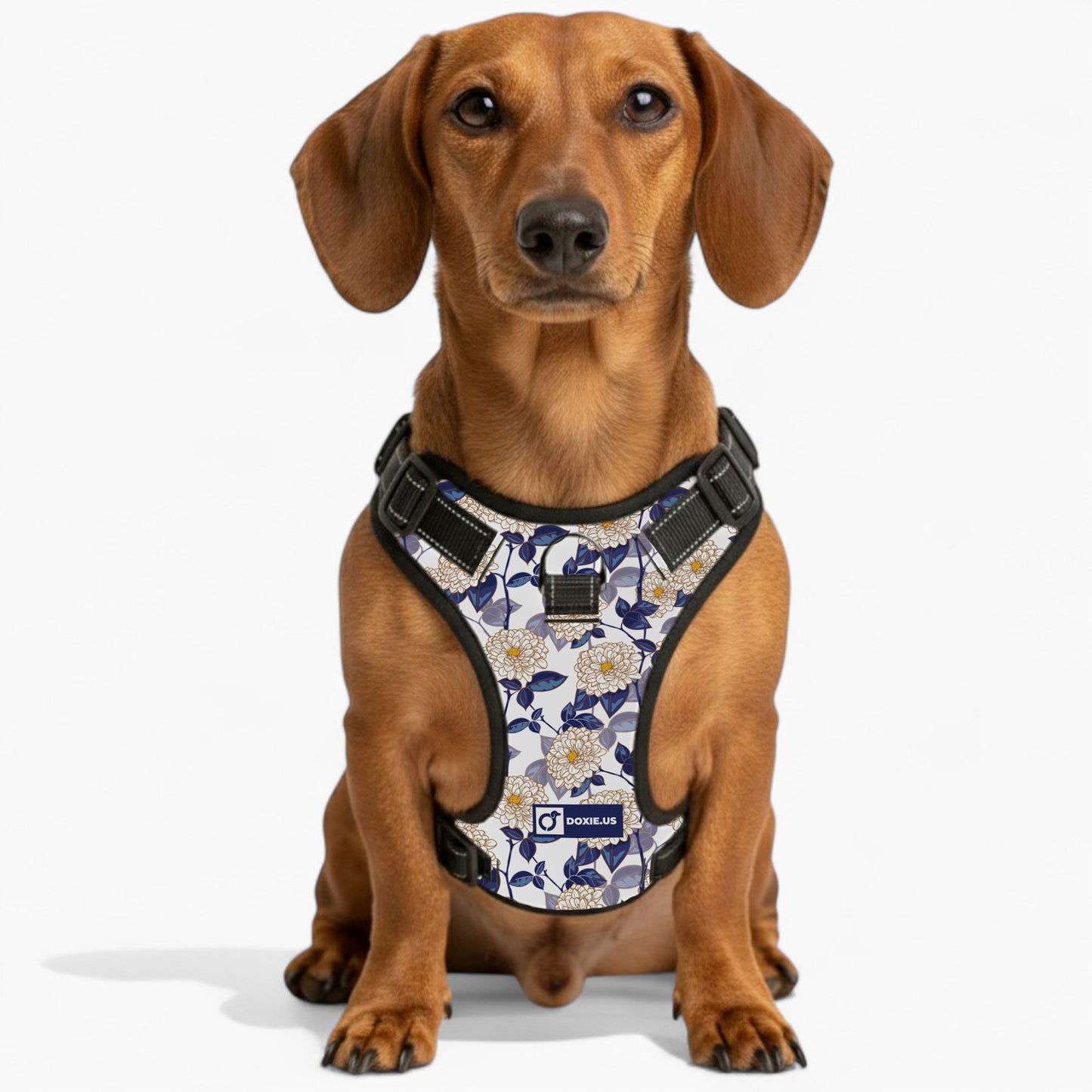 Joey -  No-Pull Dachshund Dog Harness