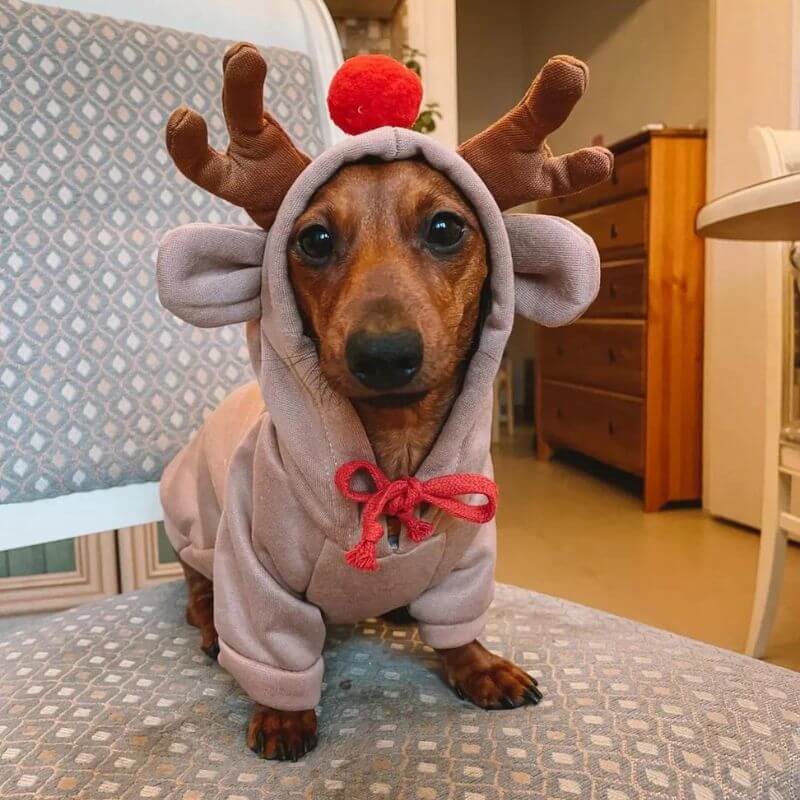 HoofHound-Reindeer-Dachshund-Hoodie-doxie.us