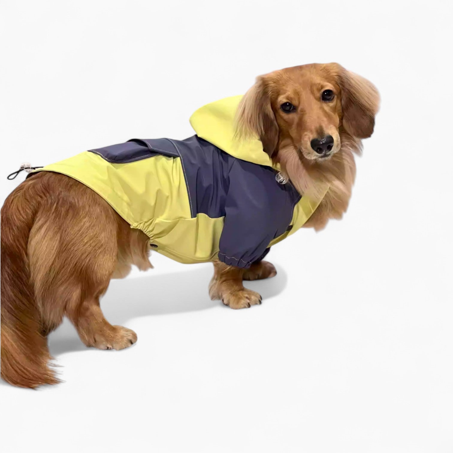 HydroDox-Dachshund-Rain-Suit.jpg