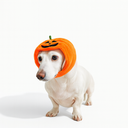 JackaPup-Dachshund-Pumpkin-Hat.jpg