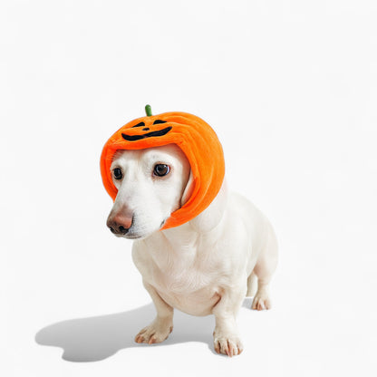 JackaPup-Dachshund-Pumpkin-Hat.jpg