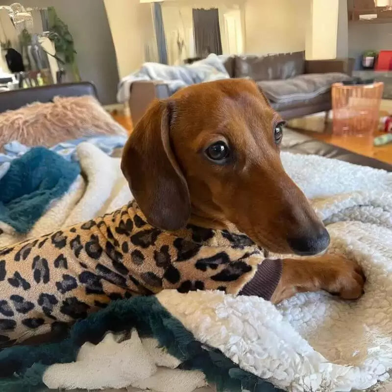 Dachshund-Leopard-Pajama-Soft-and-Cozy-Doxie-Sleepwear-www.doxie.us