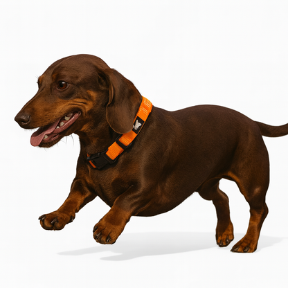 Luxeen-Dachshund-LED-Collar.jpg