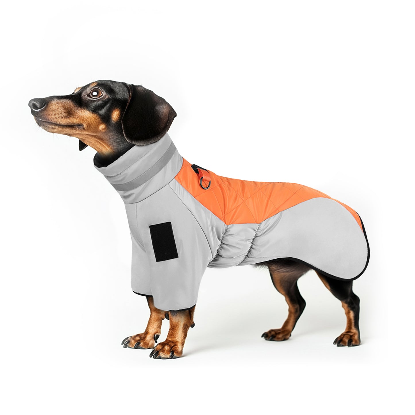 DachReflect Dachshund Winter Jacket Reflective High Collar Doxie Vest