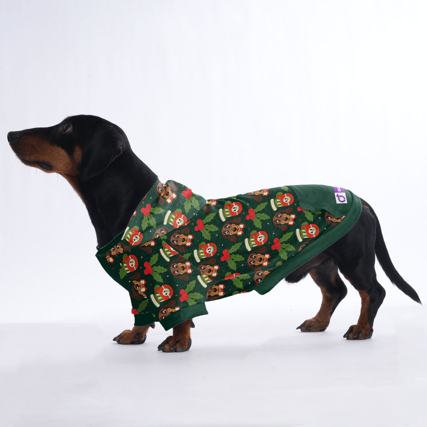 Ray - Hoodies for Dachshunds