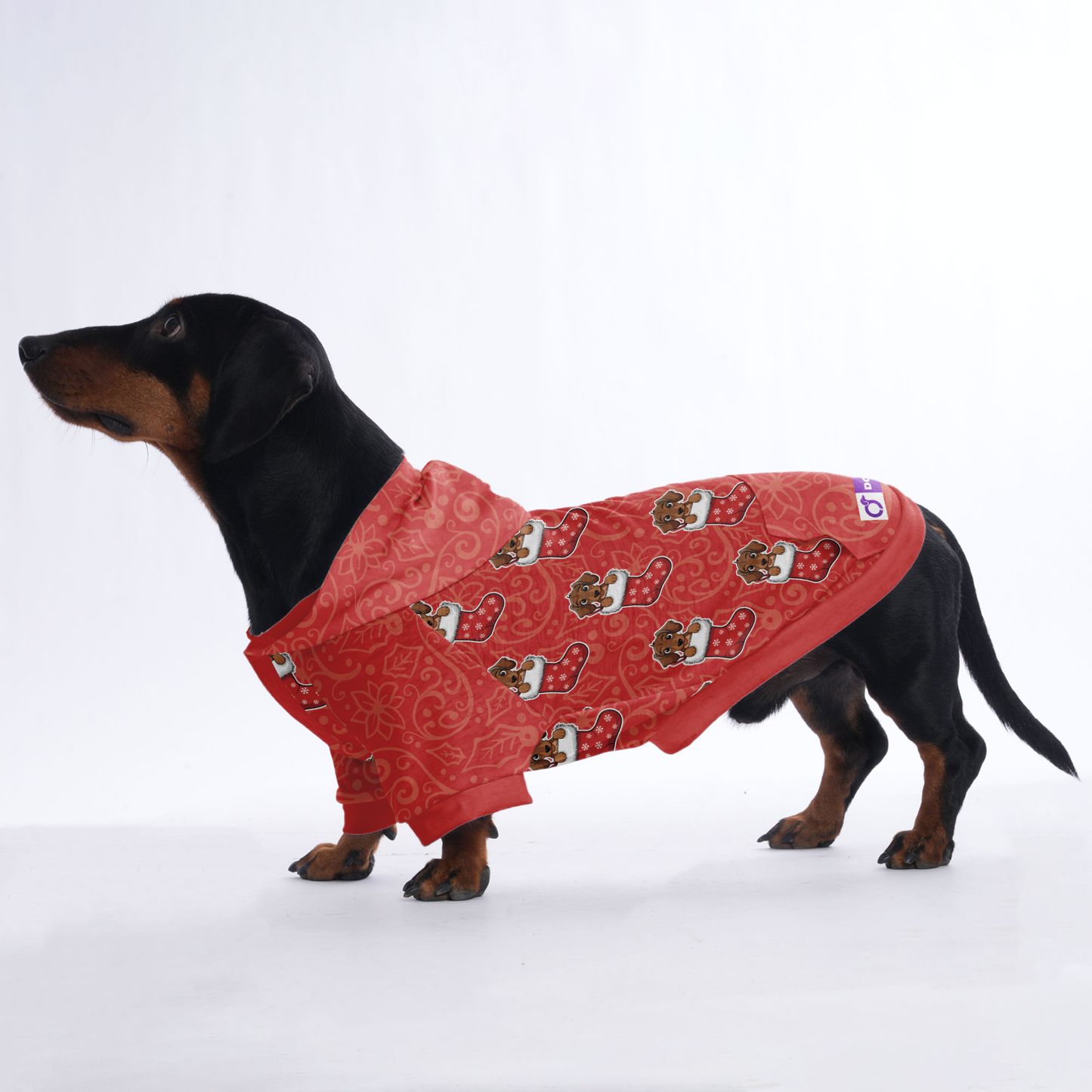 Indy - Hoodies for Dachshunds