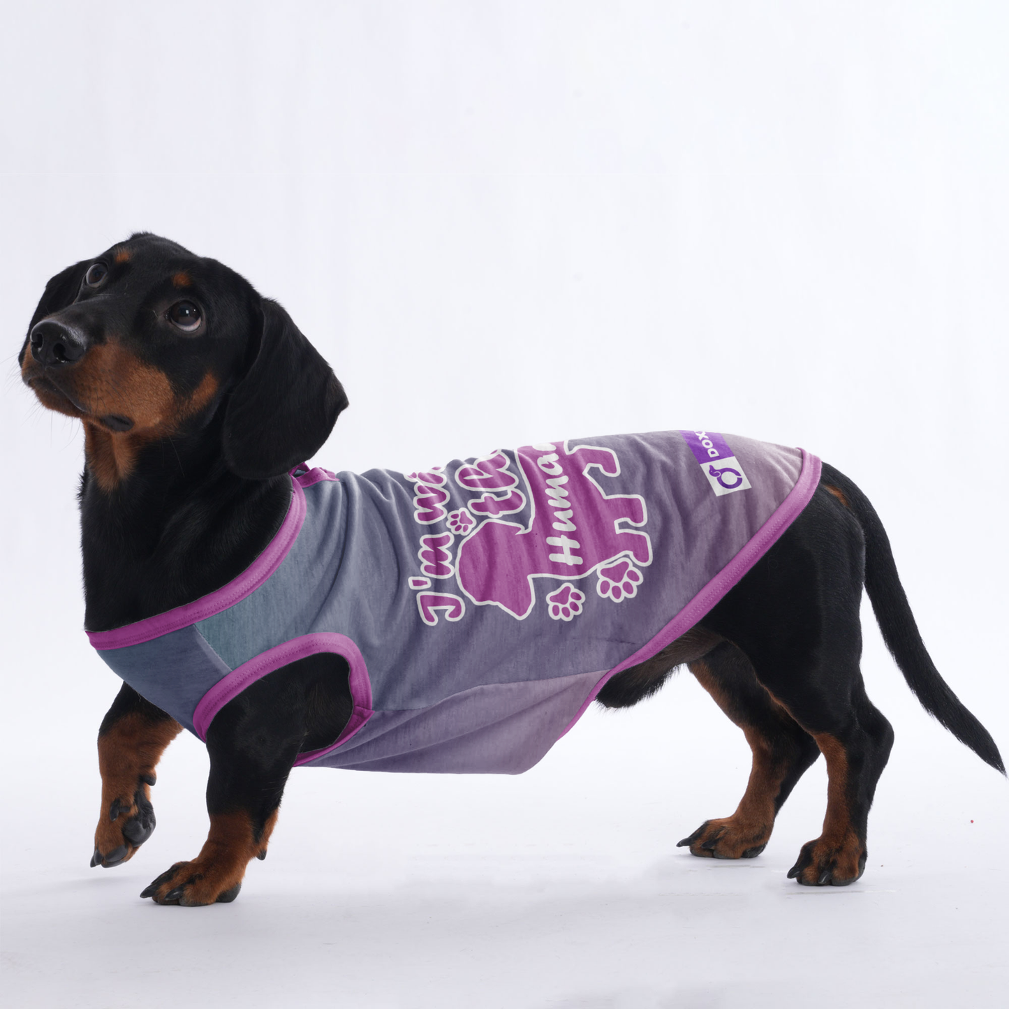 I'm with the human -  Shirt for Dachshunds