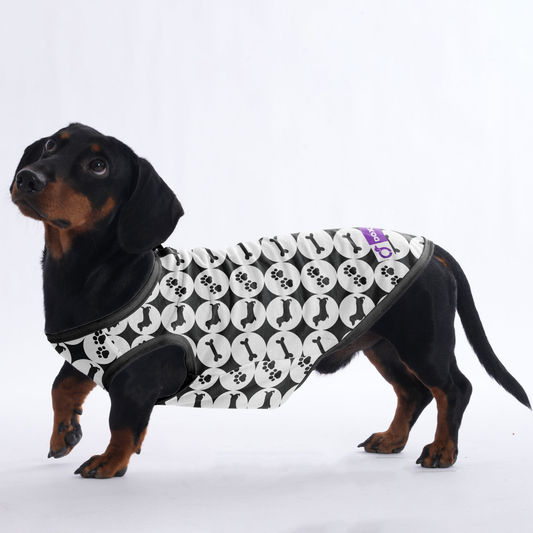 Jack -  Shirt for Dachshunds