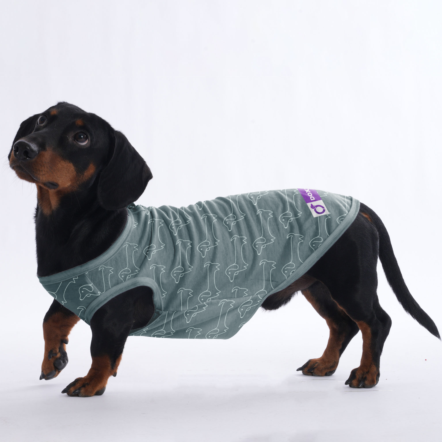 Sebastian  -  Shirt for Dachshunds