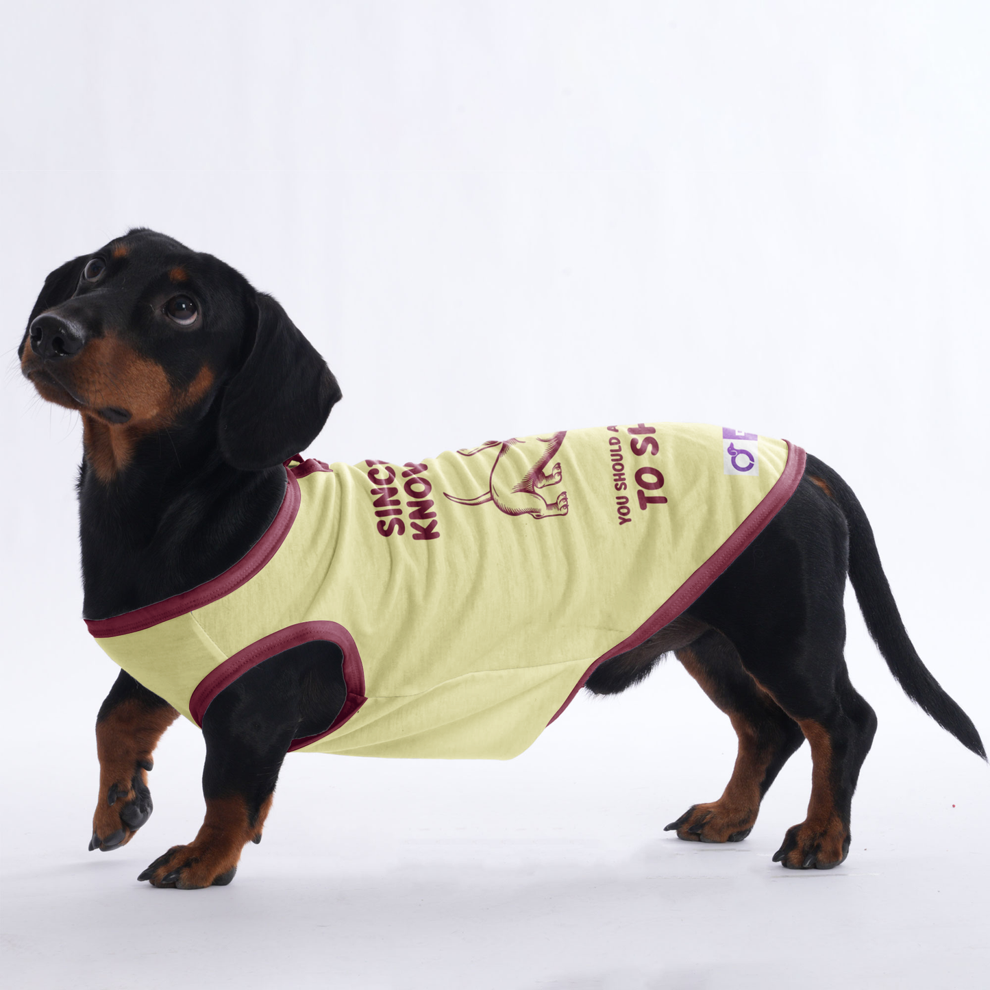 Zoey -  Shirt for Dachshunds