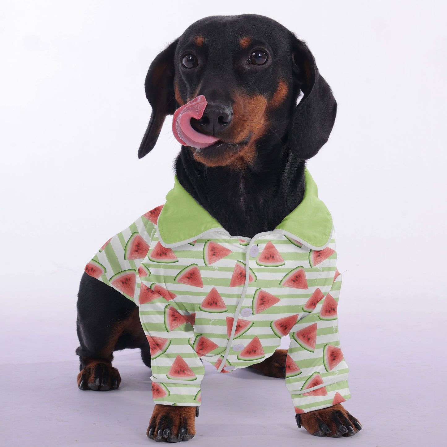 Cody  -  Pajamas for Dachshund