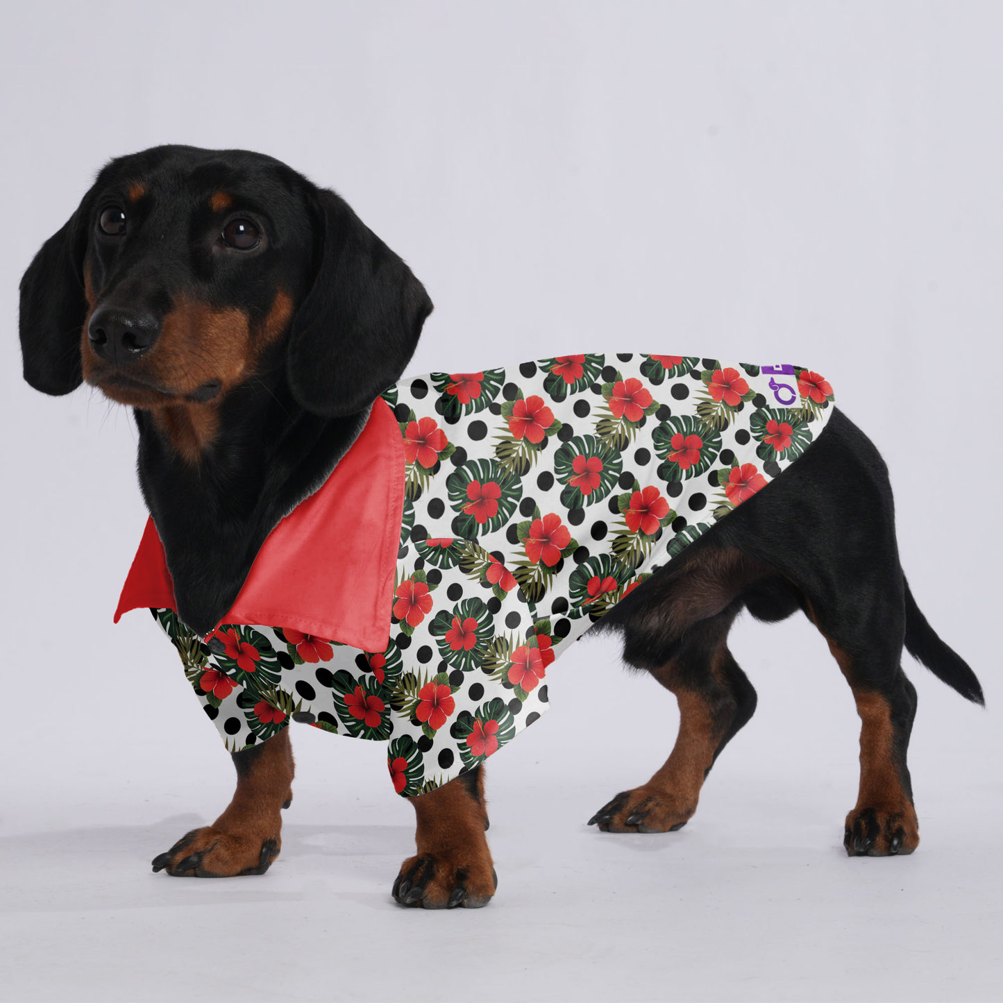 Sophie - Hawaiian Shirt for Doxies