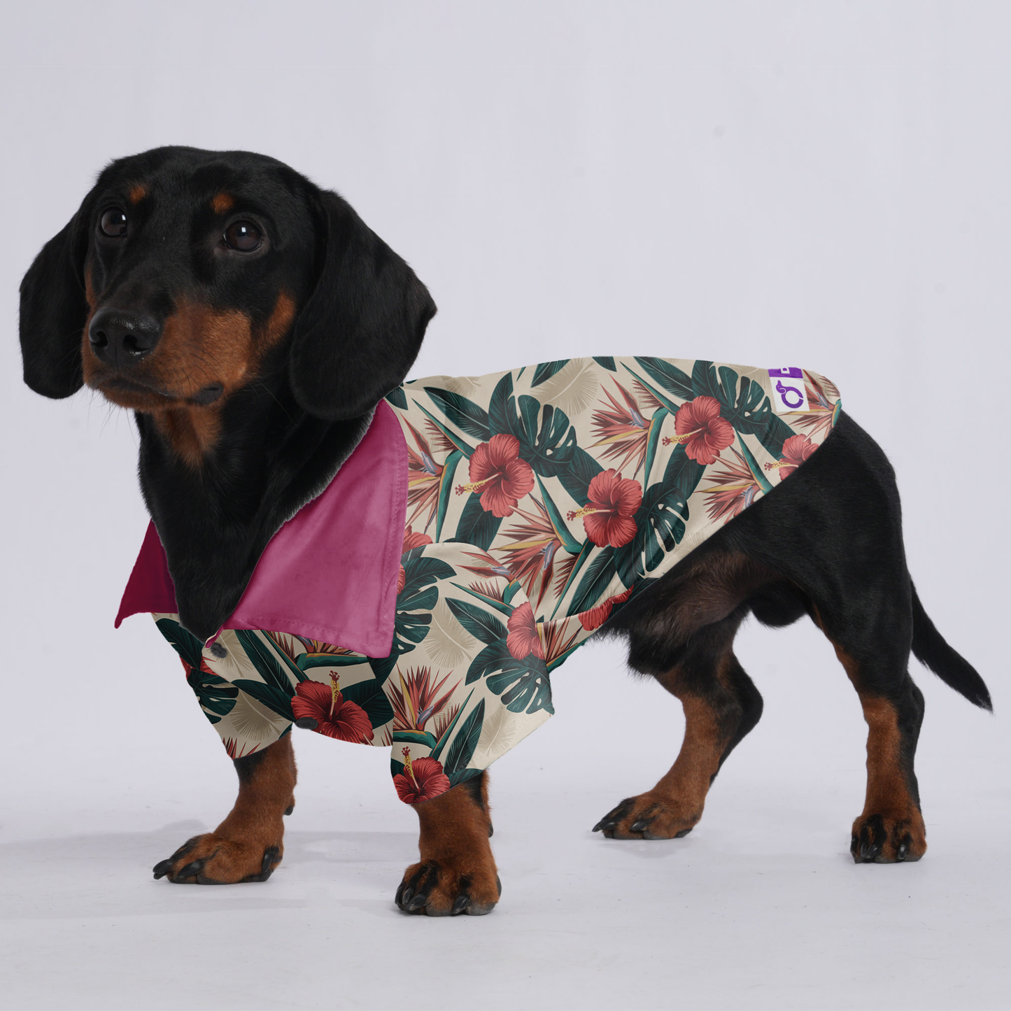 Zeus - Hawaiian Shirt for Doxies