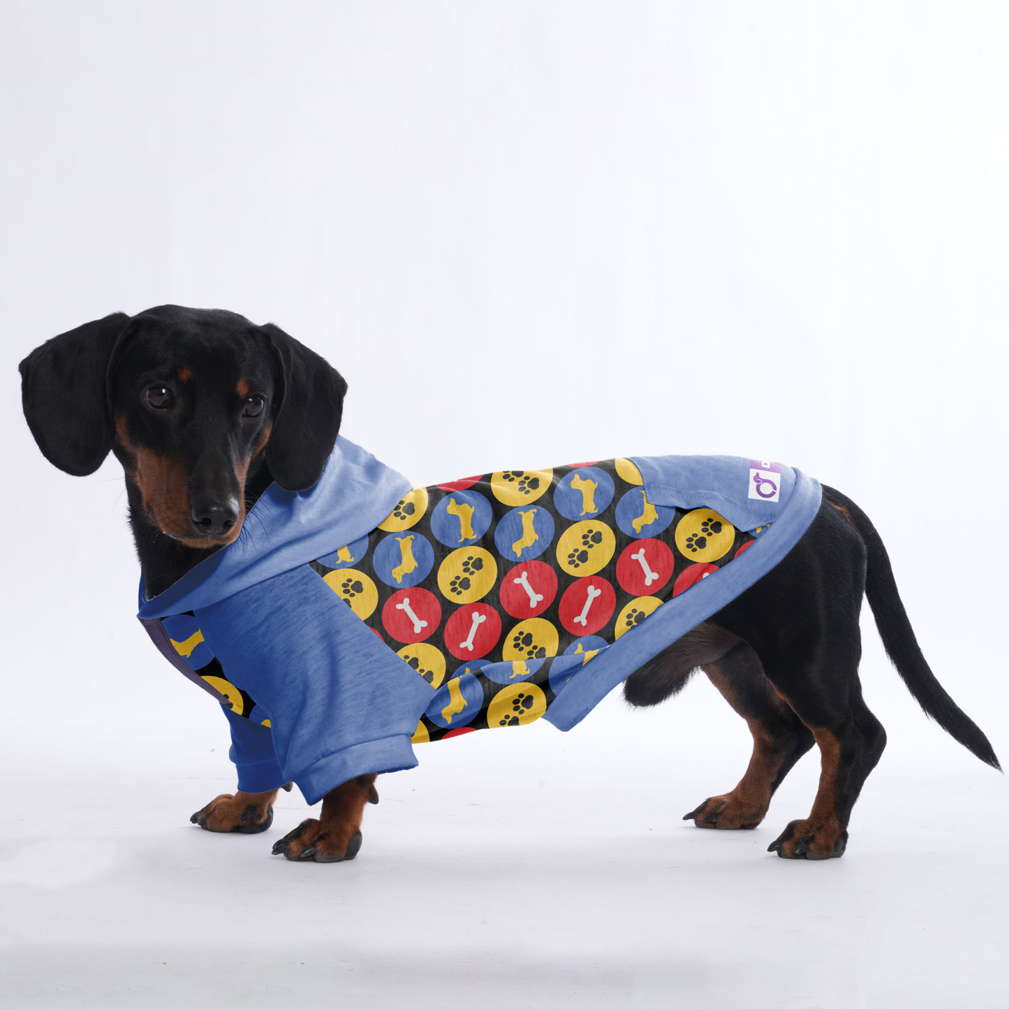 Jimi - Hoodies for Dachshunds