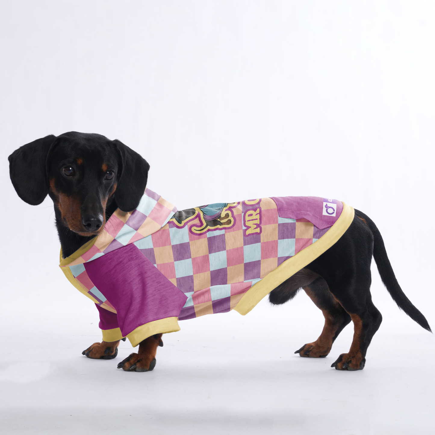 Mr cool - Hoodies for Dachshunds