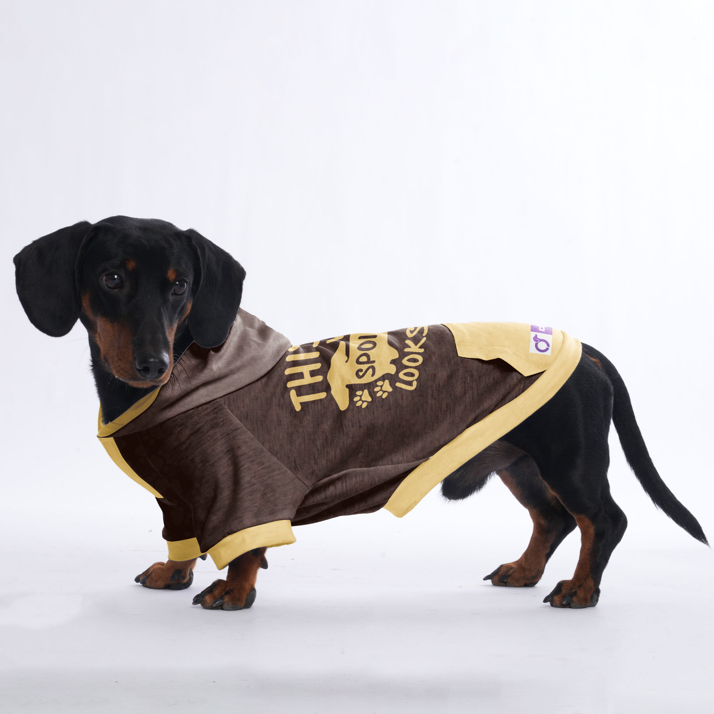 This is What Spoiled Looks Like - Hoodies for Dachshunds