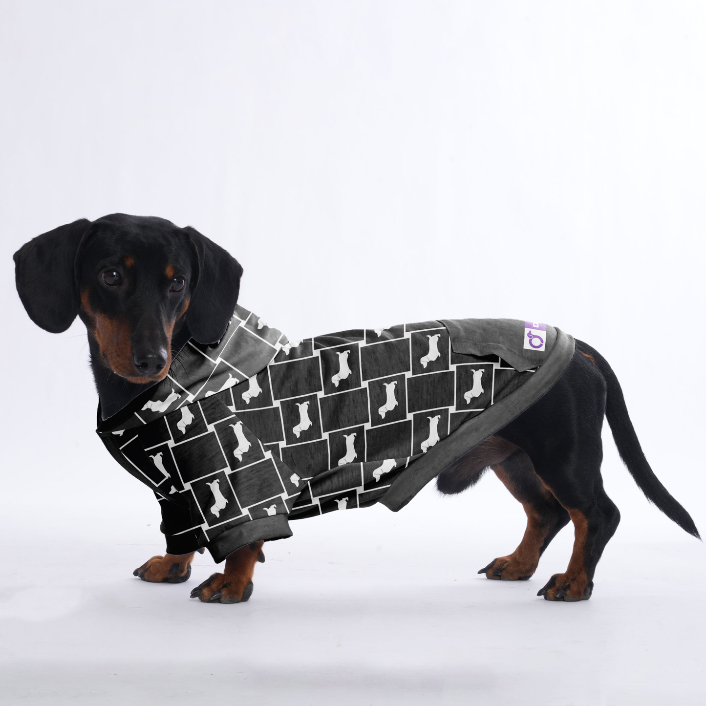 Lotte - Hoodies for Dachshunds