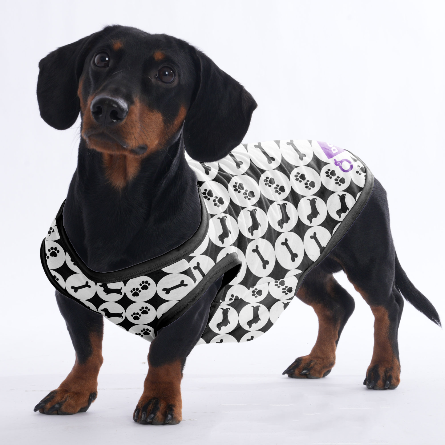 Jack -  Shirt for Dachshunds