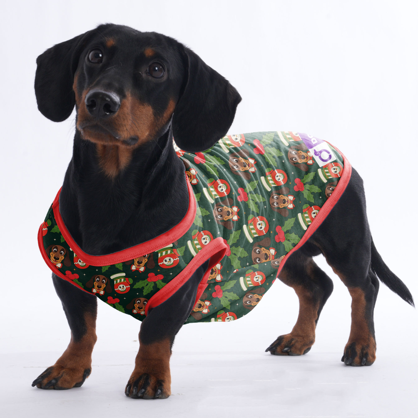 Dexter  -  Shirt for Dachshunds