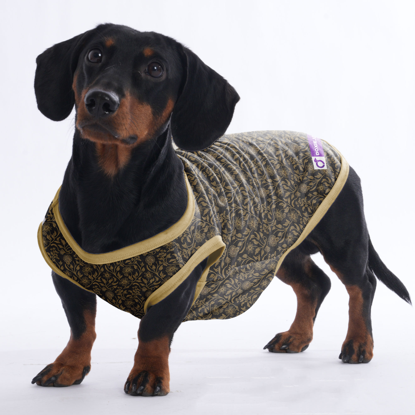 Toby -  Shirt for Dachshunds