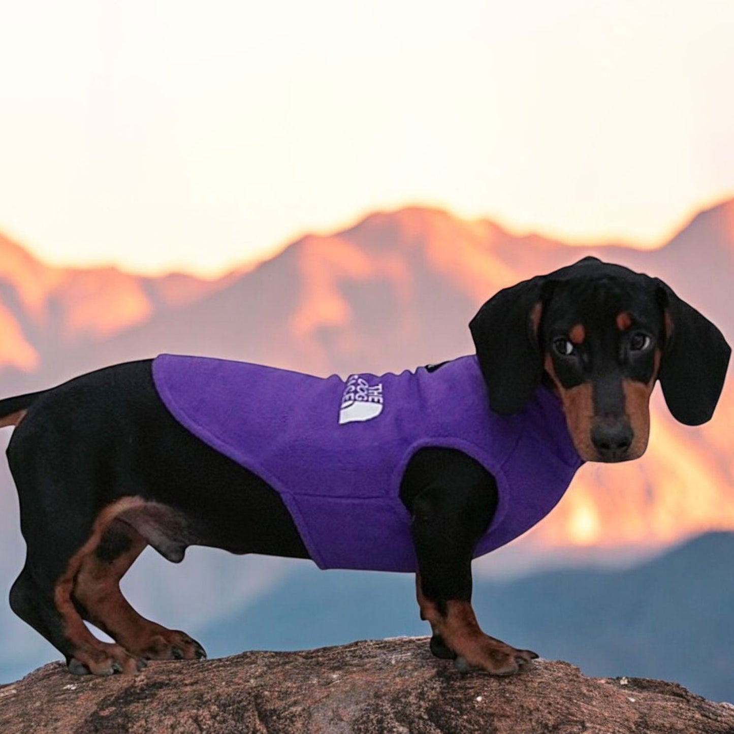 The Dog Face Dachshund Jacket Premium Fleece for Cold-Weather Comfort