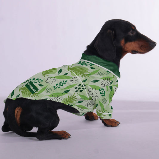 Mozart  -  Pajamas for Dachshund