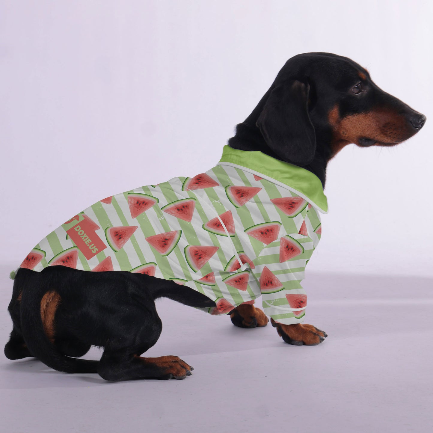 Cody  -  Pajamas for Dachshund