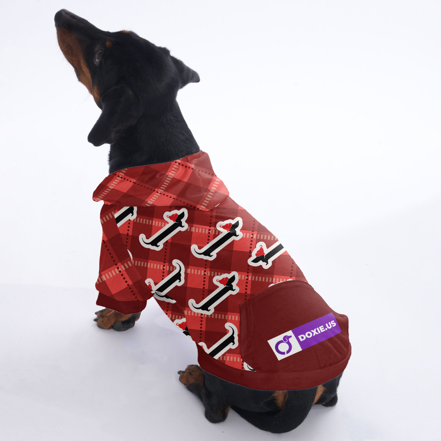 Jesse - Hoodies for Dachshunds