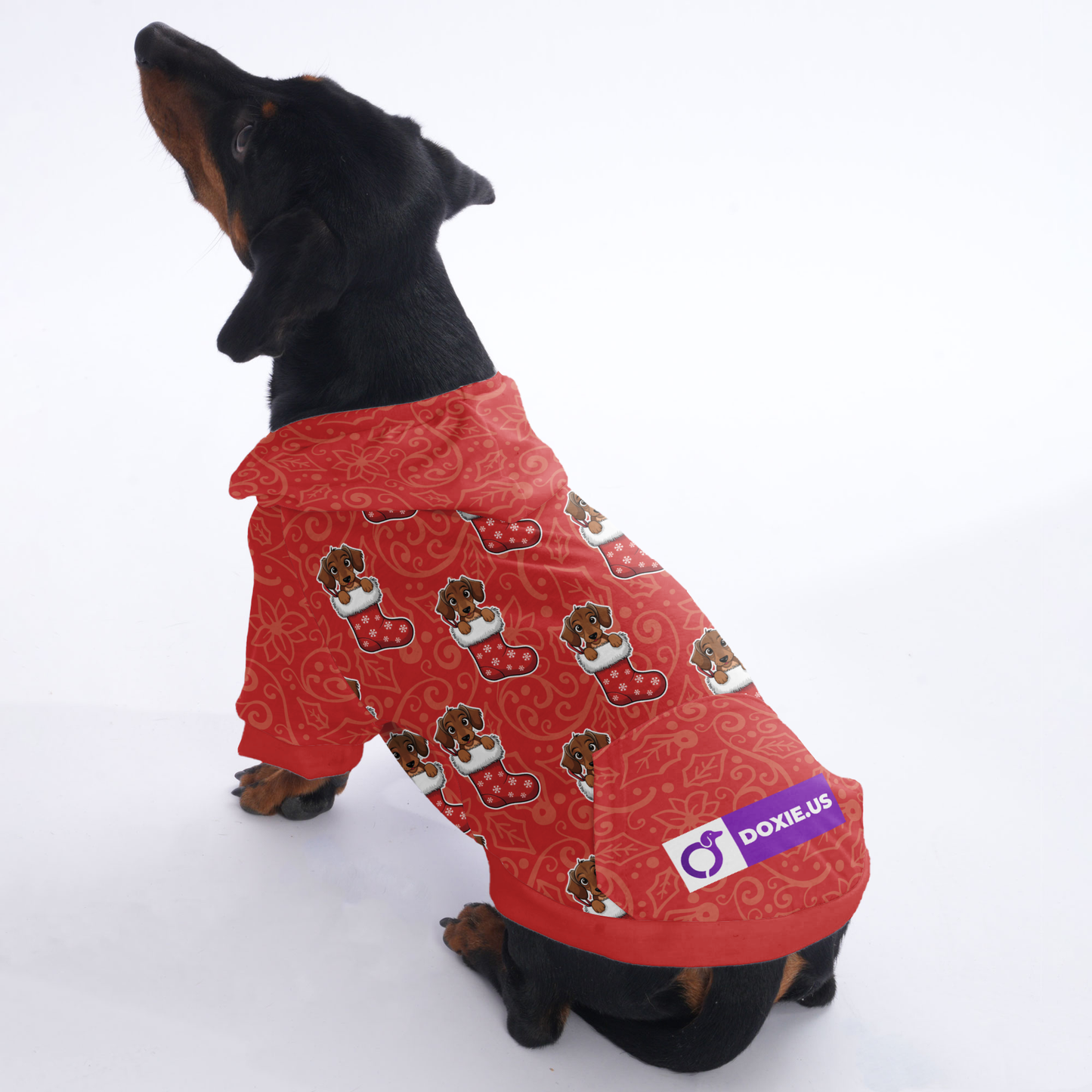 Indy - Hoodies for Dachshunds