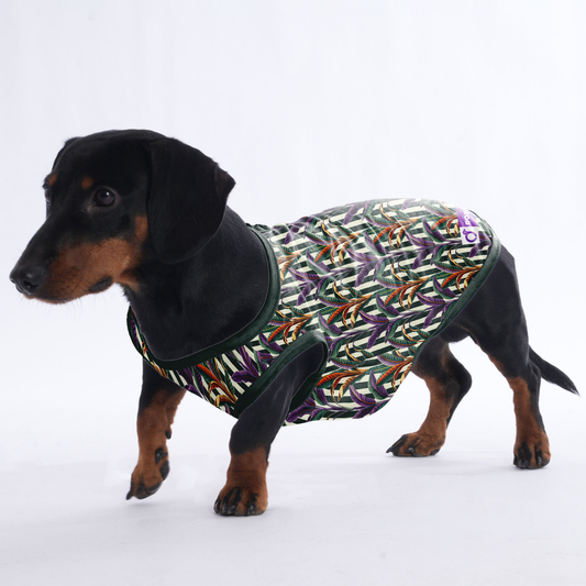 Poppy -  Shirt for Dachshunds