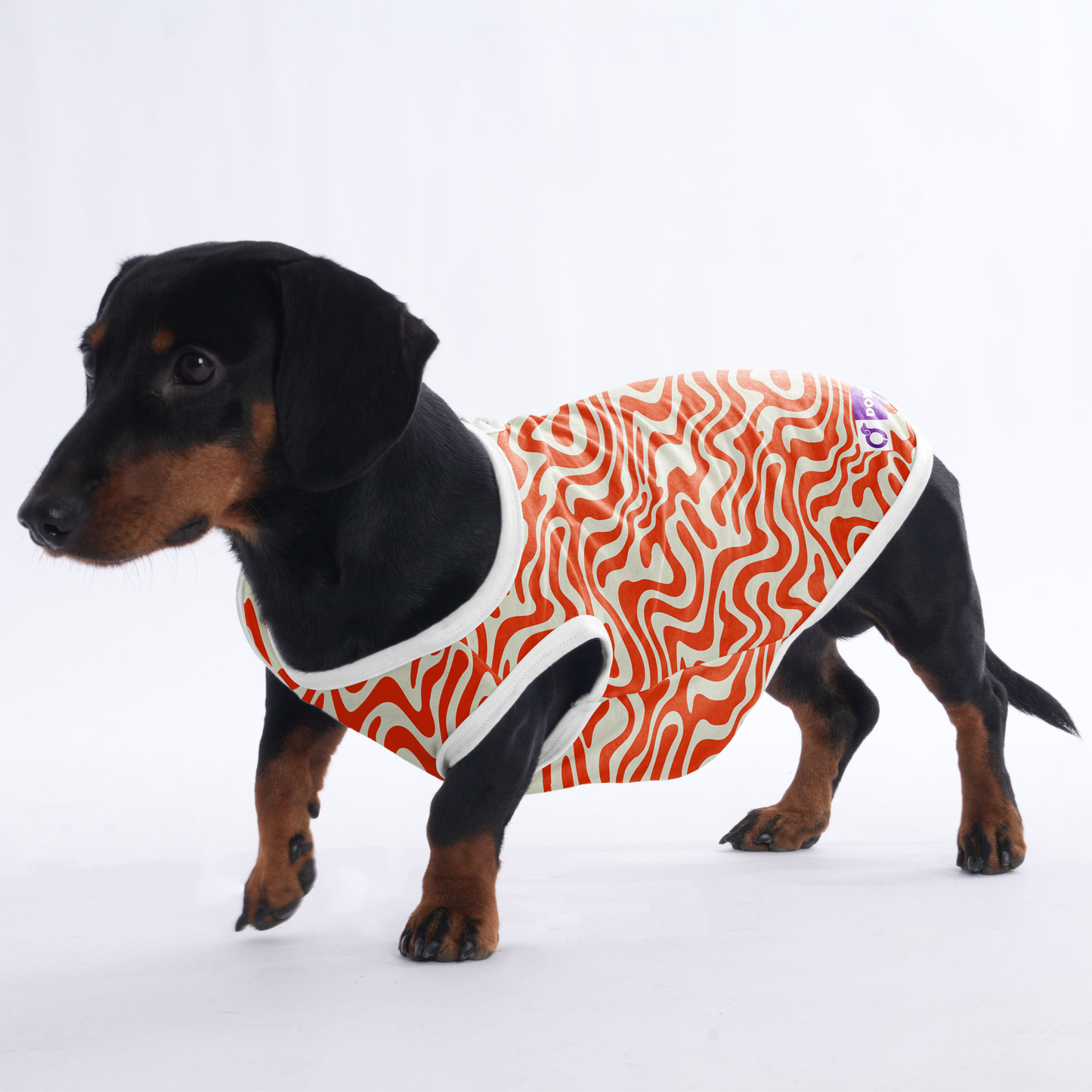 Finn -  Shirt for Dachshunds