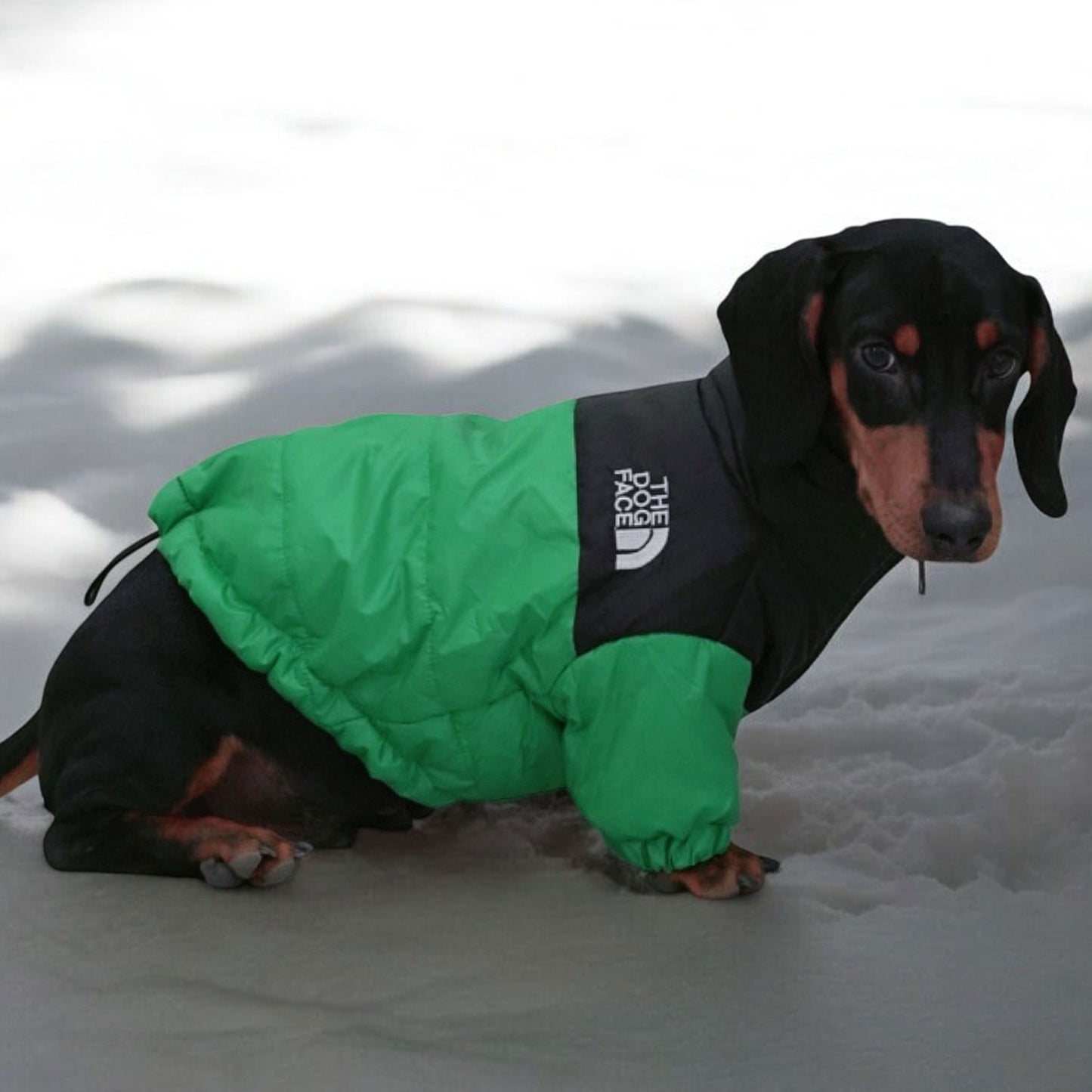 DoxieShield Dachshund Chaqueta cálida cortavientos Abrigo reflectante